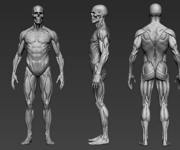 Artstation Digital 3d Ecorche Anatomy Reference Resources