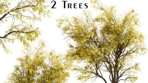 Set of Robinia Pseudoacacia Frisia Trees (Frisia Black Locust) (2 Trees)