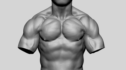 Male Torso Printable