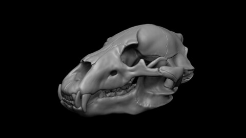 Bear Skull 3D