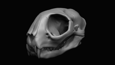 Cat Skull 3D