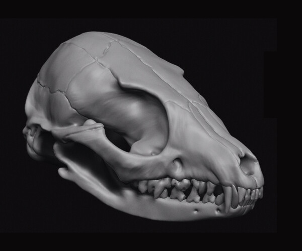 ArtStation - Fox Skull 3D print | Resources