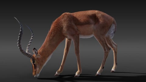 3D Animal | Impala Animated