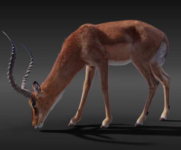 ArtStation - 3D Animal | Impala Animated | Resources