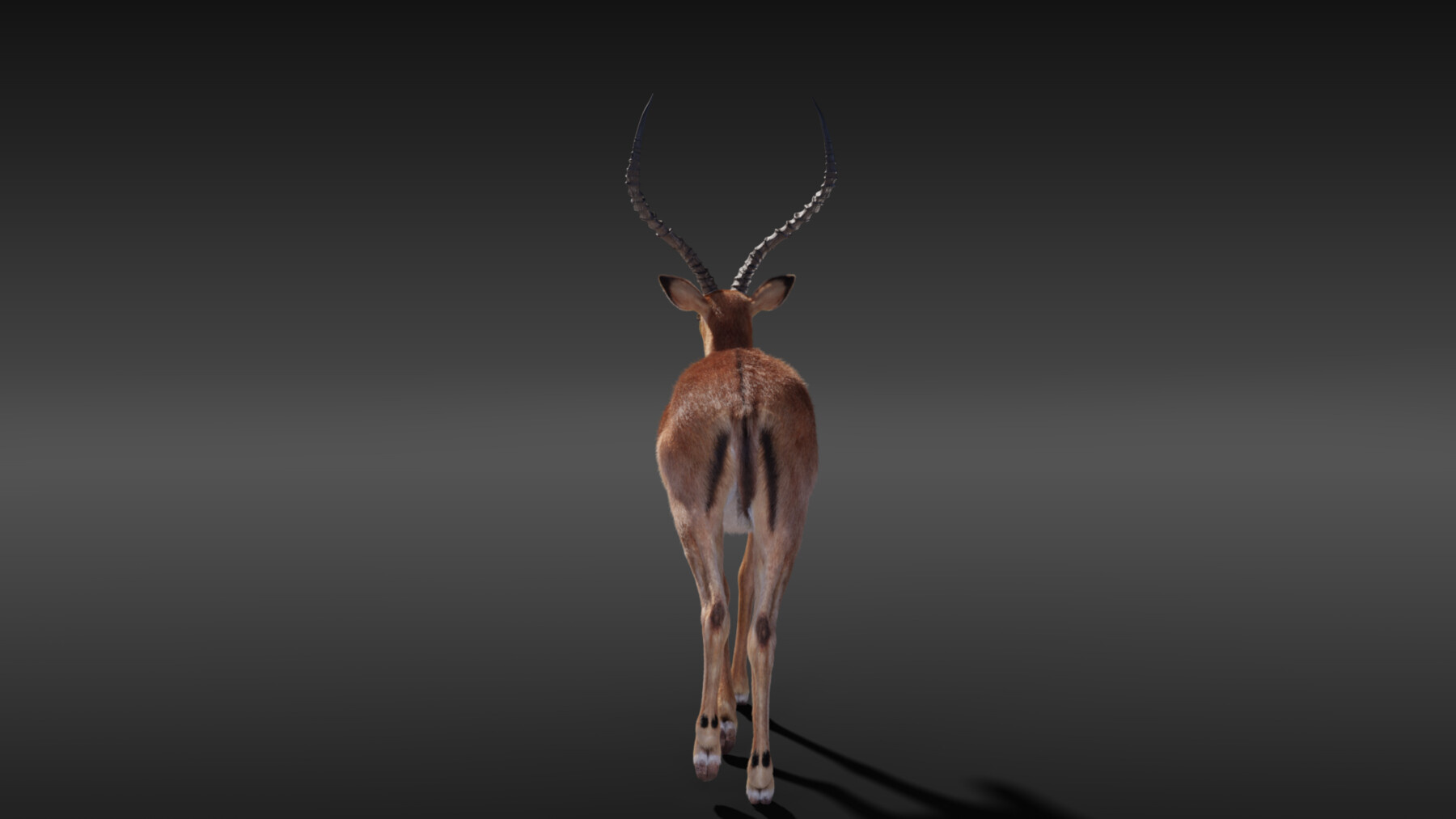 ArtStation - 3D Animal | Impala Animated | Resources