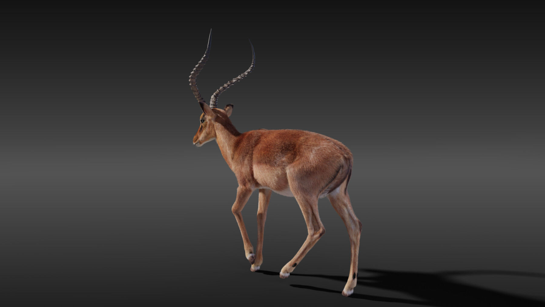 ArtStation - 3D Animal | Impala Animated | Resources