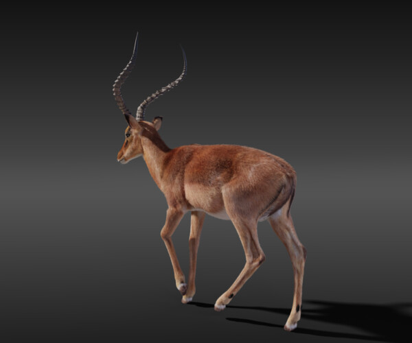 ArtStation - 3D Animal | Impala Animated | Resources
