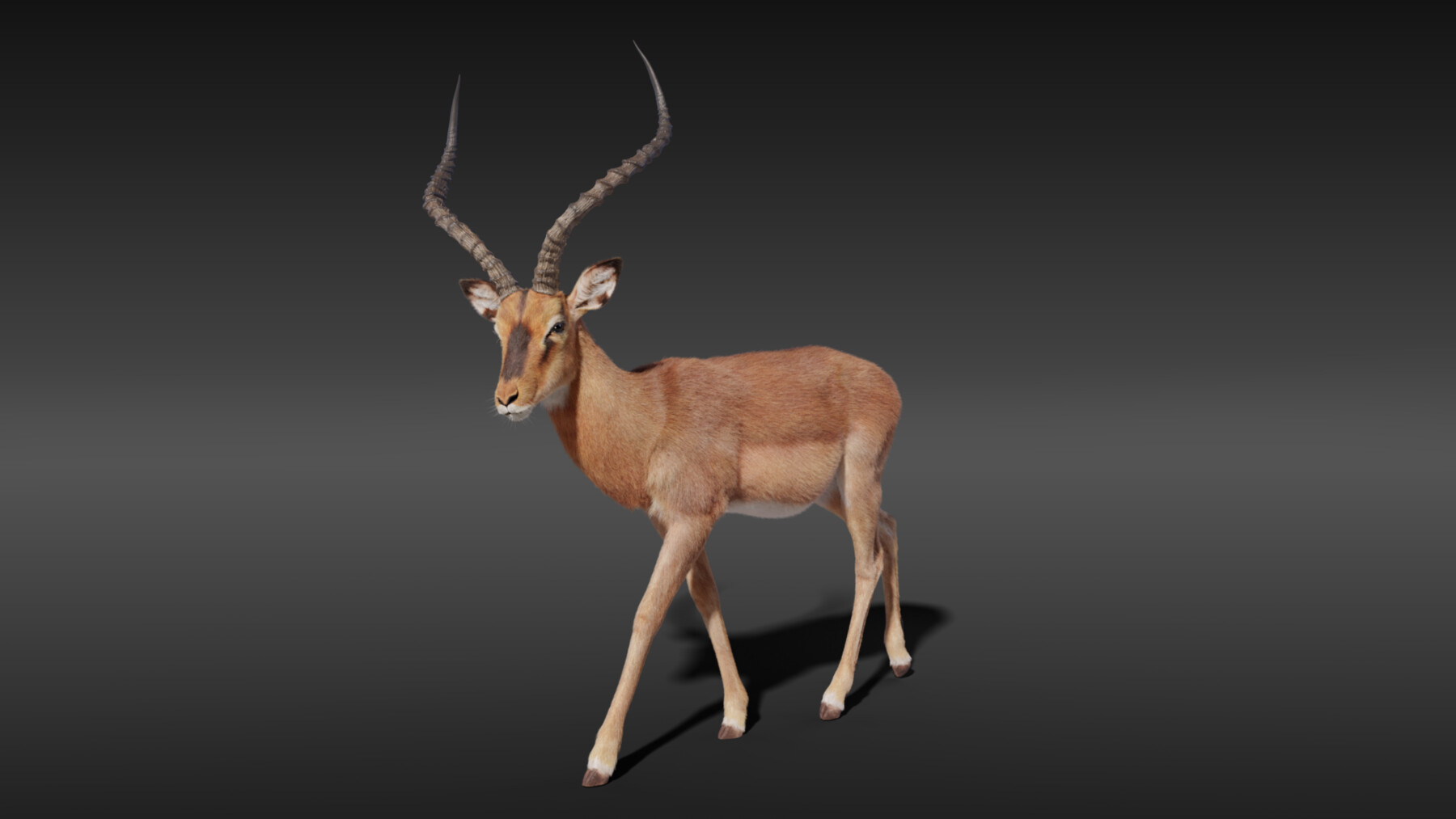 ArtStation - 3D Animal | Impala Animated | Resources