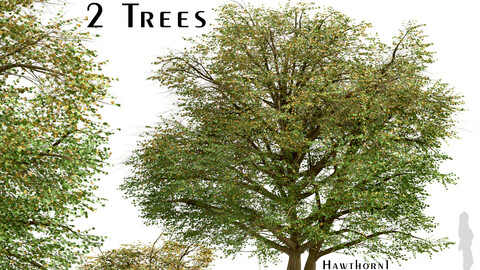 Set of Hawthorn Trees (Crataegus) (2 Trees)