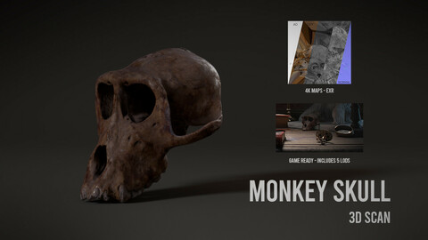 Monkey Skull - 3D Scan with Textures & LODS