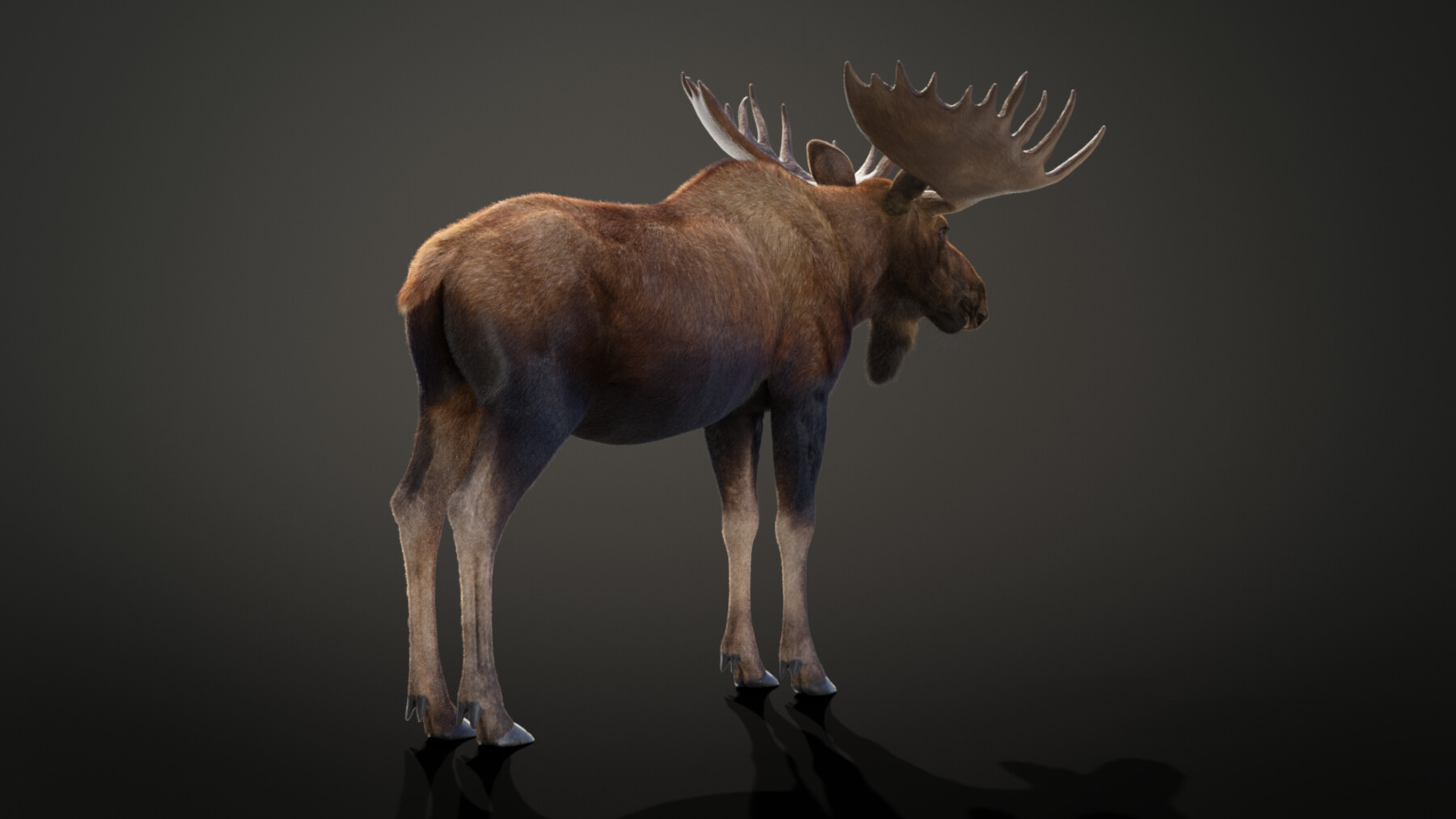 ArtStation - 3D Animal | Moose Male Animated | Resources