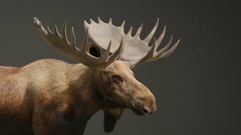3D Animal | Moose Male Animated