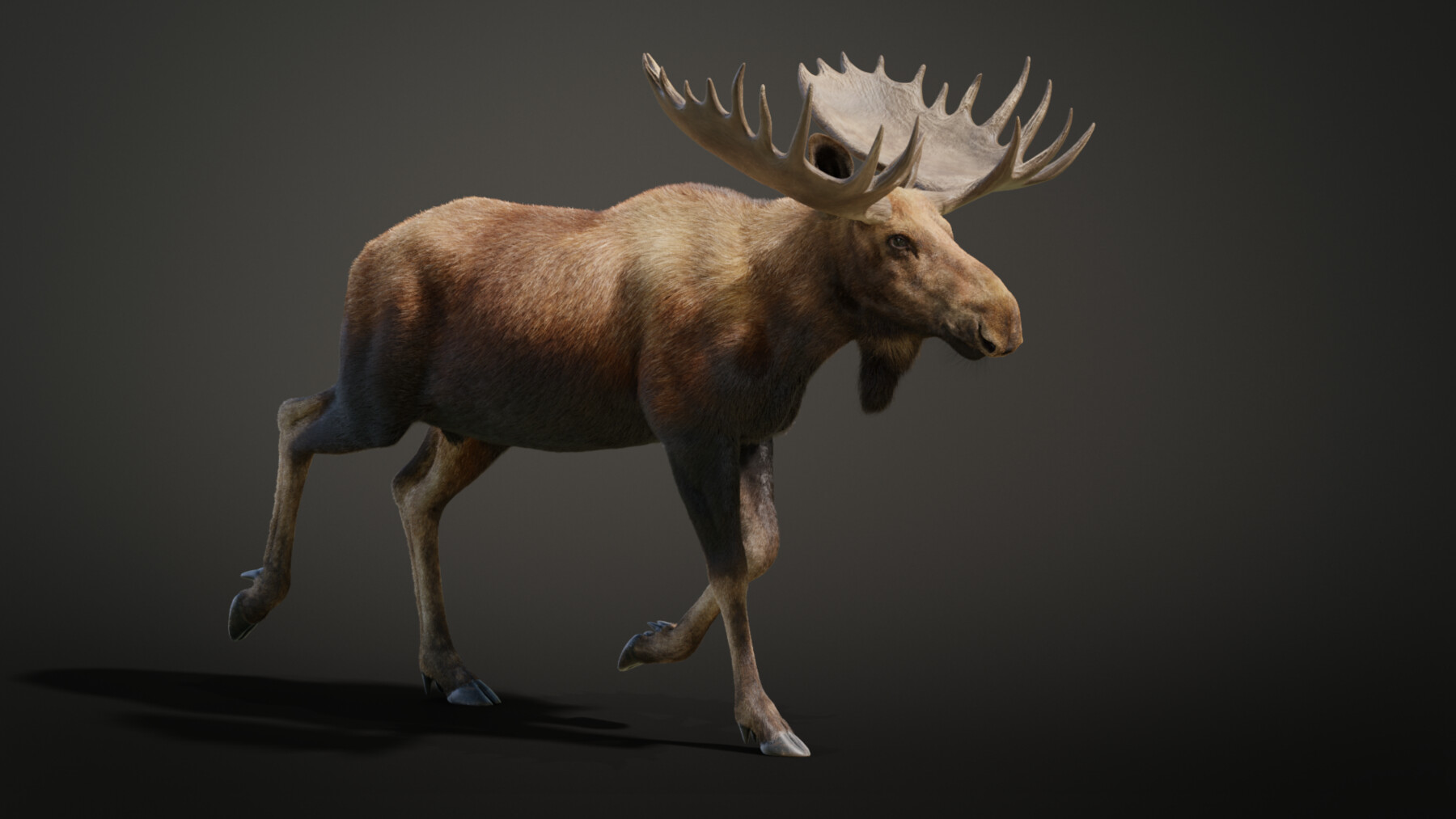 ArtStation - 3D Animal | Moose Male Animated | Resources