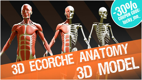 3D écorché - superficial muscles anatomy