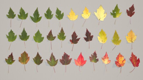 Set of 30 Various Tatarian Maple Leaves PBR