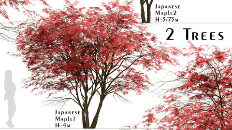 Set of Japanese Maple Trees (Acer Palmatum) (2 Trees)