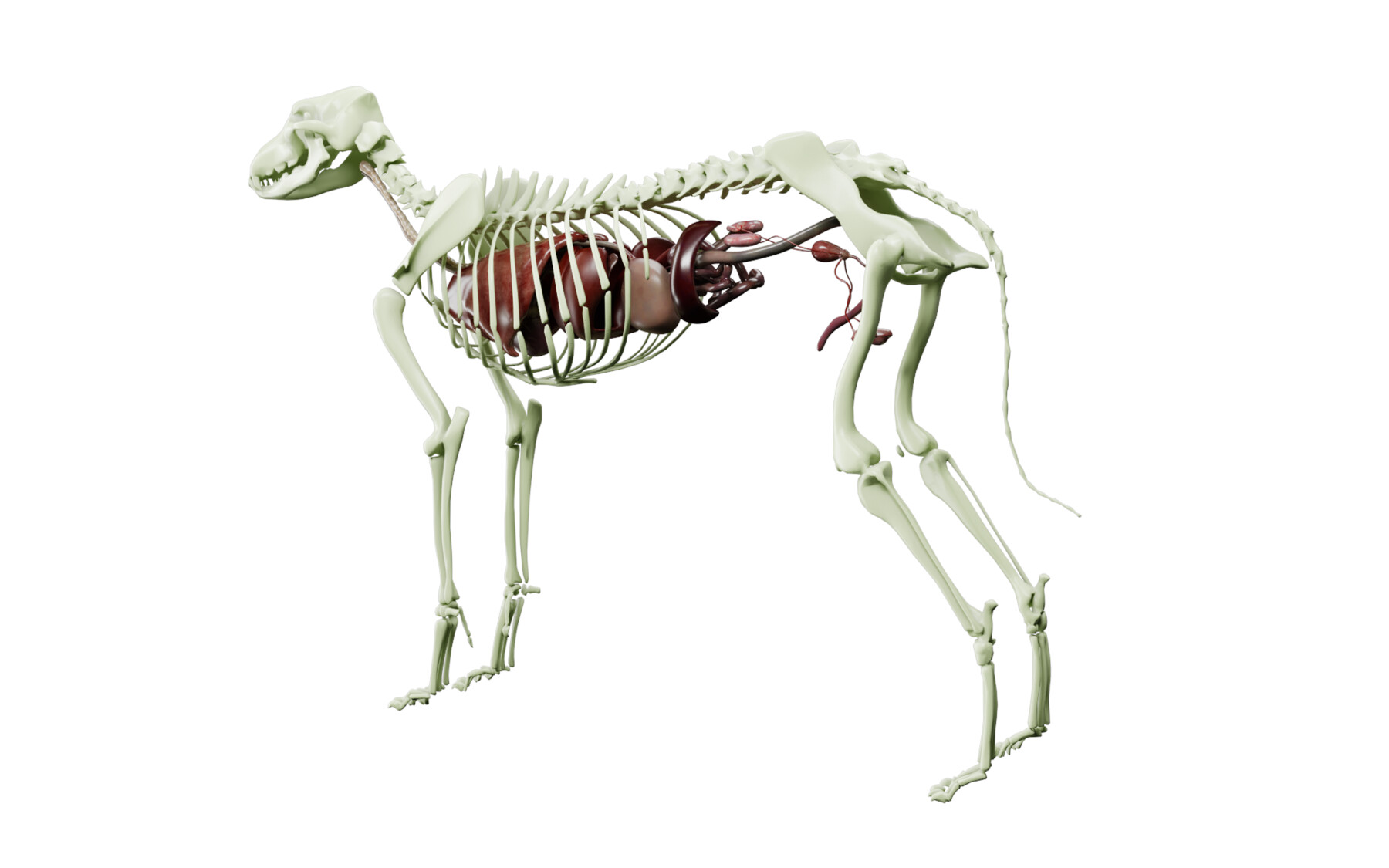 3d dog anatomy