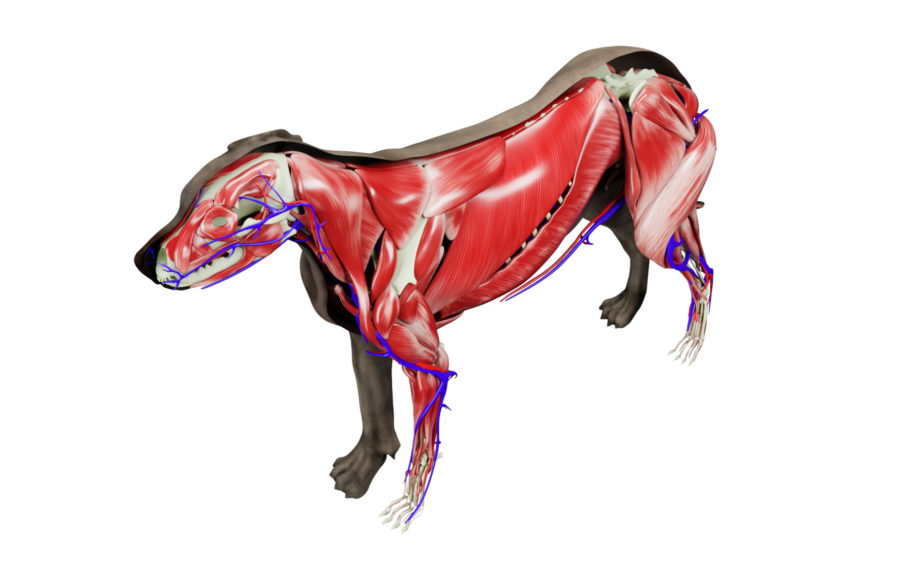 ArtStation - Dog Anatomy with internal organs - 4k textures 3D model ...