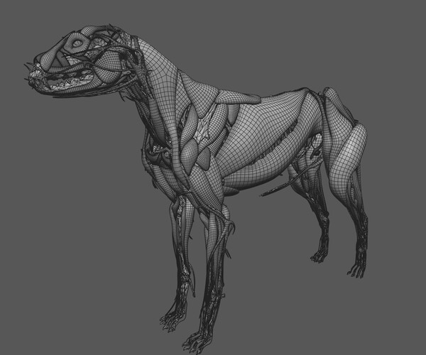 Dog Skeleton 3d 3ds