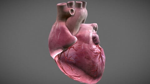 Human Heart