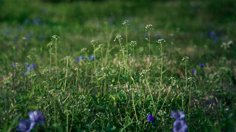 3D Grass collection Shepherd's Purse