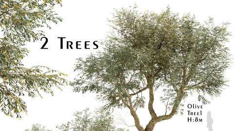 Set of Olive Trees (Olea Europaea) (2 Trees)