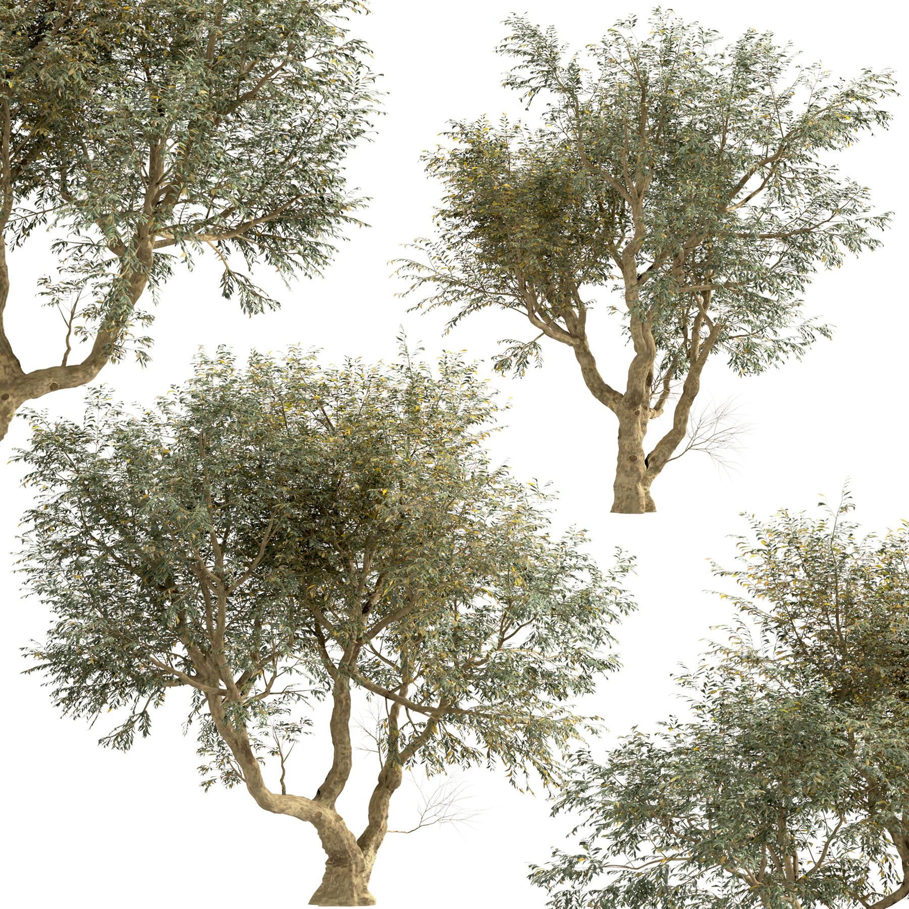 ArtStation - Set of Olive Trees (Olea Europaea) (2 Trees) | Resources