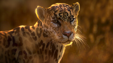 3D Animal | Jaguar (Panthera Onca) Animated
