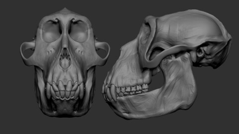 Anatomical ape skull