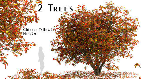 Set of Chinese tallow Trees (Triadica sebifera) (2 Trees)