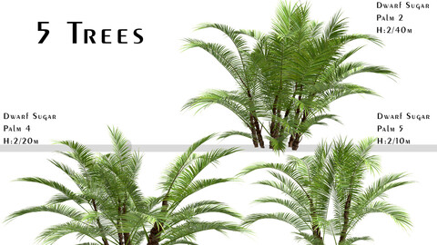 Set of Dwarf Sugar Palm Trees (Arenga engleri) (2 Trees)