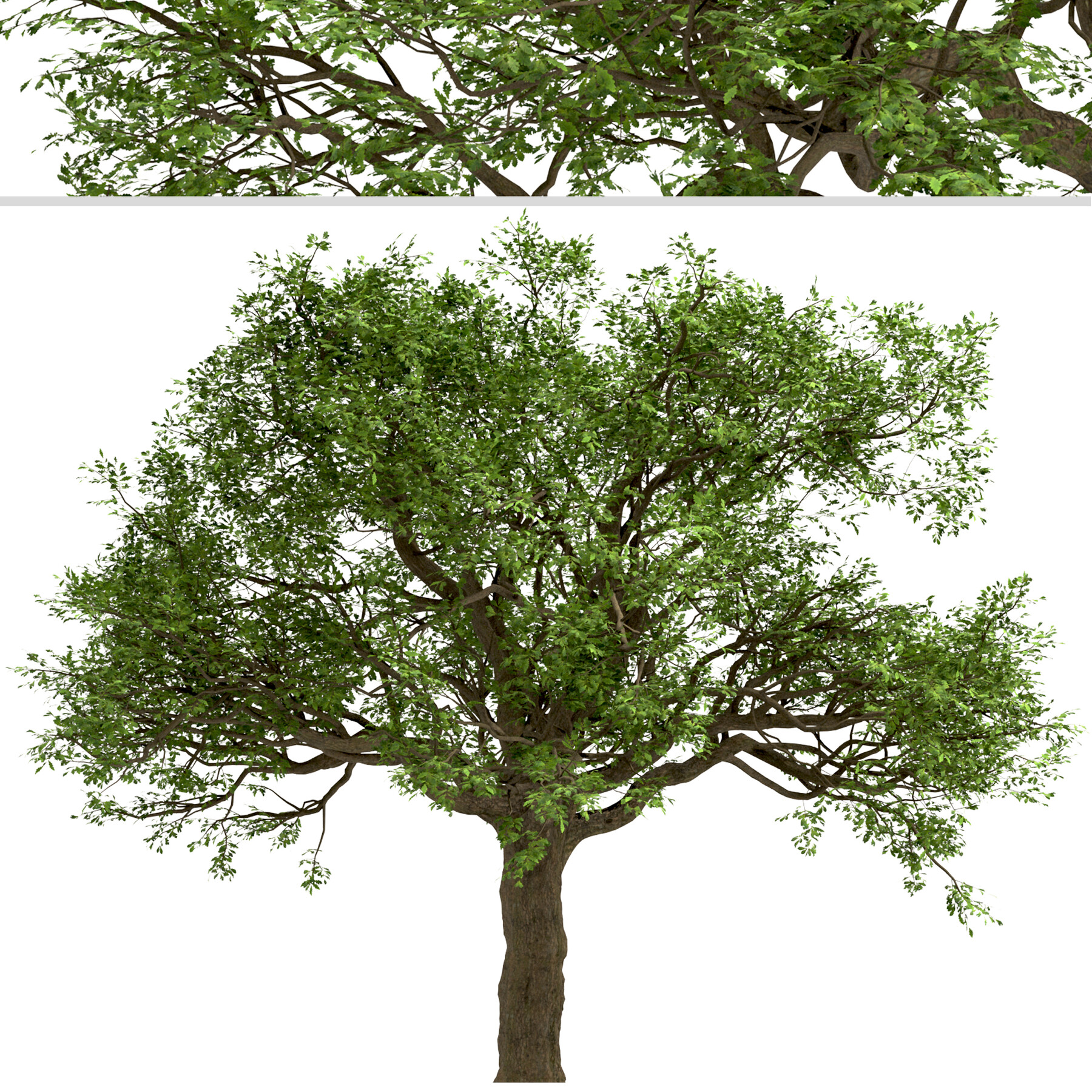 ArtStation - Set of White Oak Trees (Quercus alba) (2 Trees) | Resources