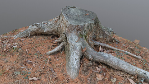 Photoscan_OBJ_0078_only HighPoly Mesh (16K Texture)