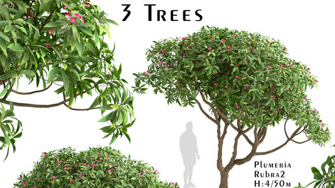 Set of Plumeria rubra Trees (Red frangipani) (3 Trees)