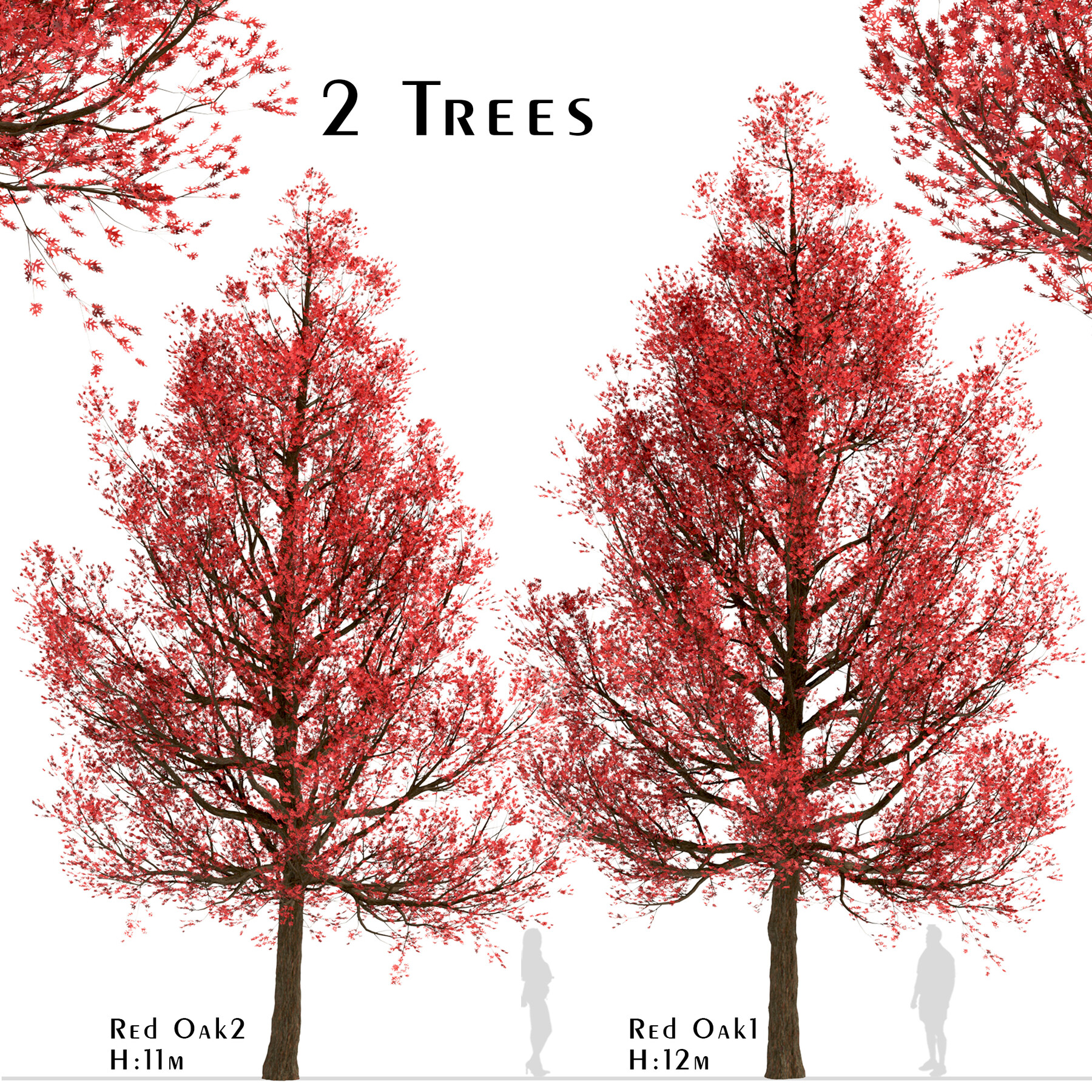 RED OAK TREES Quercus rubra 1-2' LOT OF 25