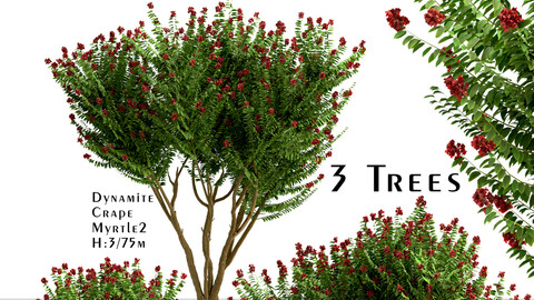 Set of Dynamite Crepe Myrtle Trees (Lagerstroemia) (3 Trees)