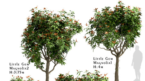 Set of Little Gem Magnolia Trees (Southern Magnolia) (4 Trees)