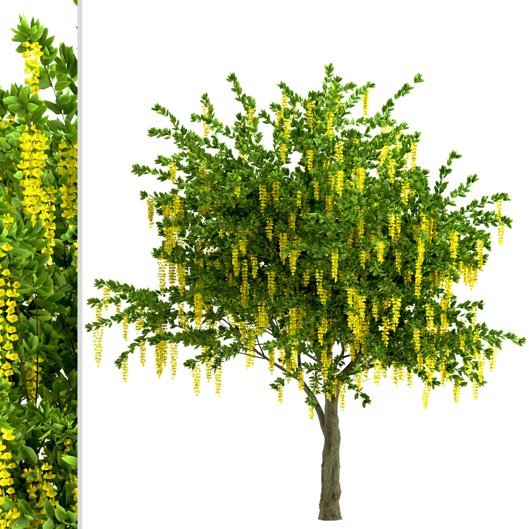 ArtStation Set of Weeping Golden Chain Trees (Weeping Laburnum) (2