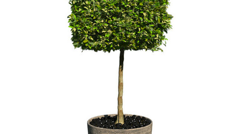 Benjamin Cubic in Pot