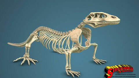 Komodo Dragon Skeleton 3D print model