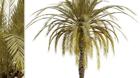 Set of Phoenix dactylifera Palm trees (Date Palm) (4 Trees)