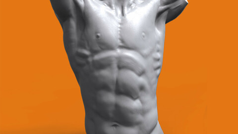 Male torso