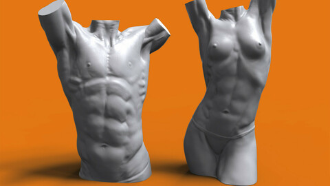 Female and male torso