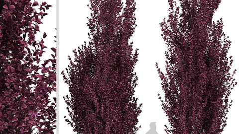 Set of Crimson Pointe Plum Trees (Prunus x Cerasifera) (2 Trees)