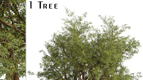 Eucalyptus Red Gum Tree (Eucalyptus camaldulensis) (1 Tree)