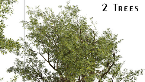 Set of Eucalyptus Red Gum Trees (Eucalyptus camaldulensis) (2 Trees)