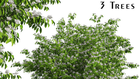 Set of Flowering Kousa Dogwood Trees (Cornus kousa) (3 Trees)