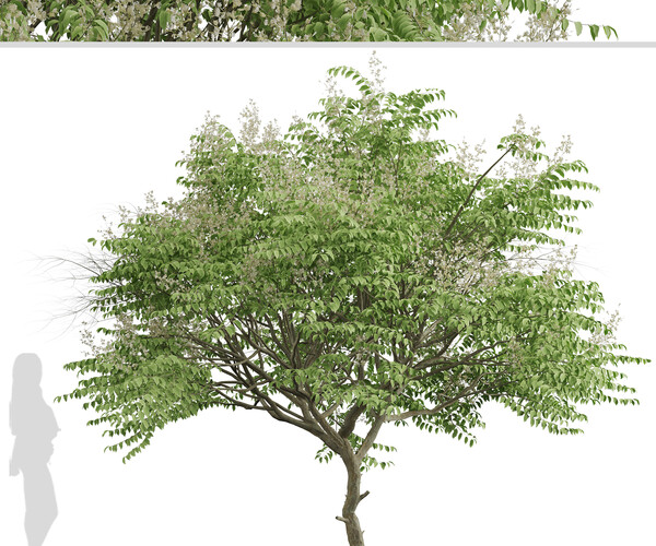 ArtStation - Set of Aralia elata Trees (Japanese angelica) (2 Trees ...