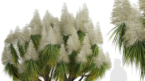 Set of Ponytail Palm Trees (Beaucarnea recurvata) (3 Trees)