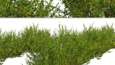 Set of Buddleja Globosa Shrubs (Orange Ball Buddleja) (2 Shrubs)